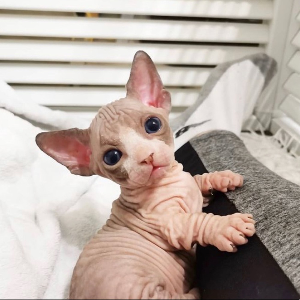 Meet your Posher, Ann